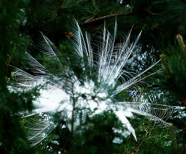 nature-tree-leaf-no-person-outdoors 图片素材