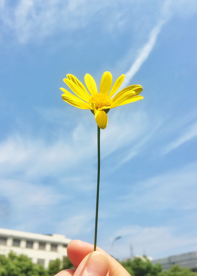 nature-summer-flower-outdoors-yellow picture material