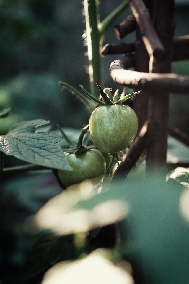 food-no-person-leaf-green-grow picture material