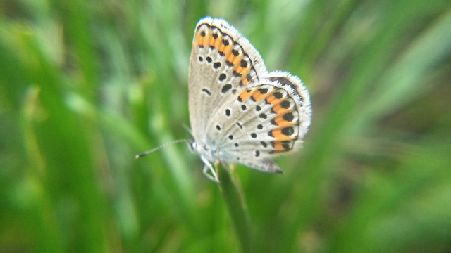 nature-butterfly-insect-summer-outdoors picture material