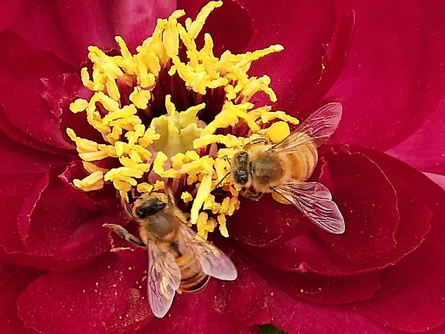 flower-nature-pollen-no-person-garden picture material
