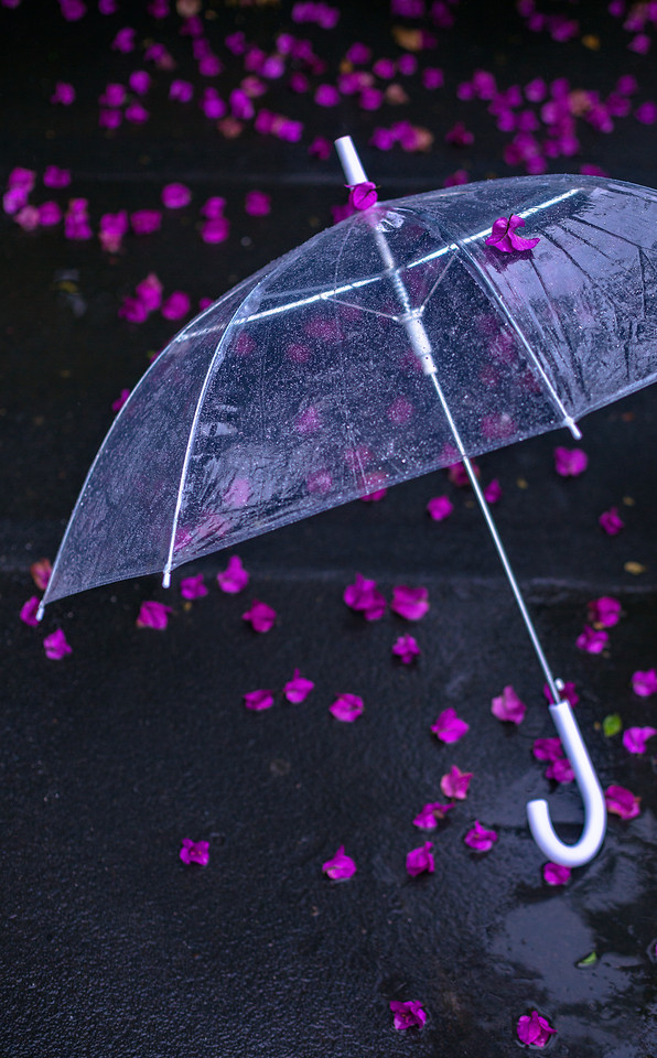 umbrella-violet-purple-pink-desktop picture material