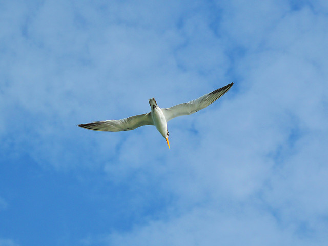 bird-sky-flight-wing-no-person picture material