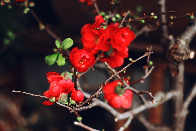 绽放的梅花 图片素材