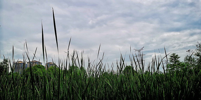 grass-no-person-nature-summer-growth 图片素材
