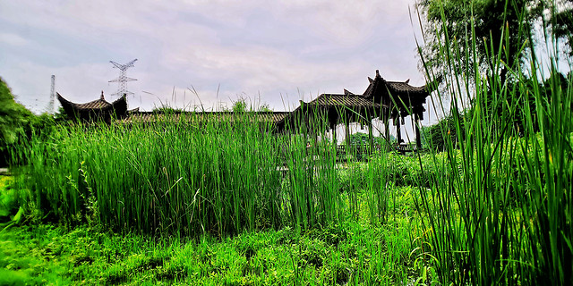 grass-nature-landscape-no-person-water picture material