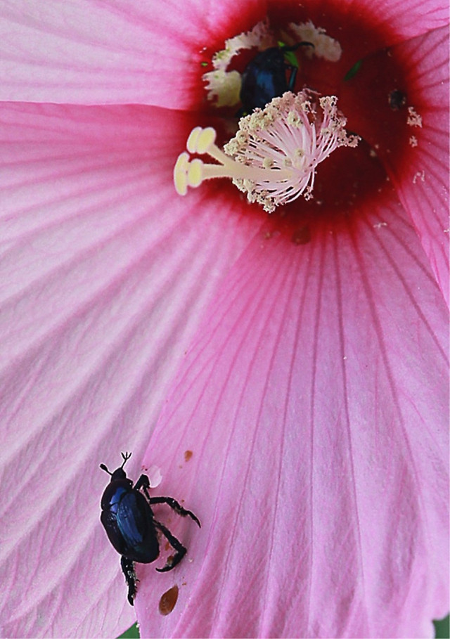 flower-no-person-insect-nature-pink picture material