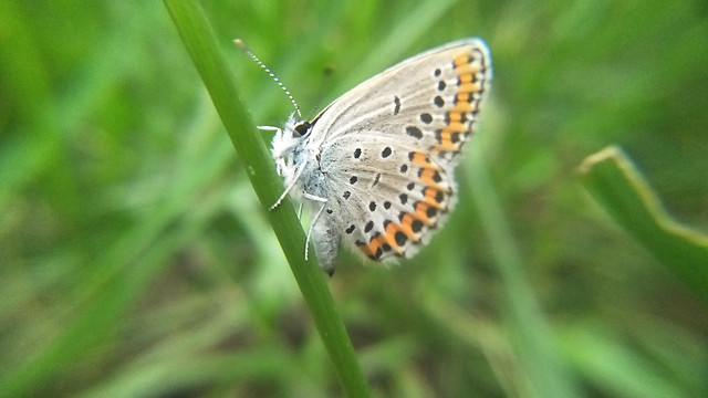 butterfly-nature-insect-outdoors-no-person 图片素材