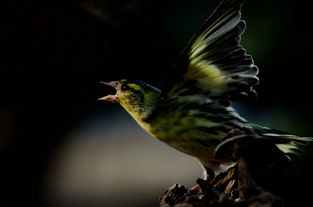 bird-wildlife-feather-animal-nature 图片素材