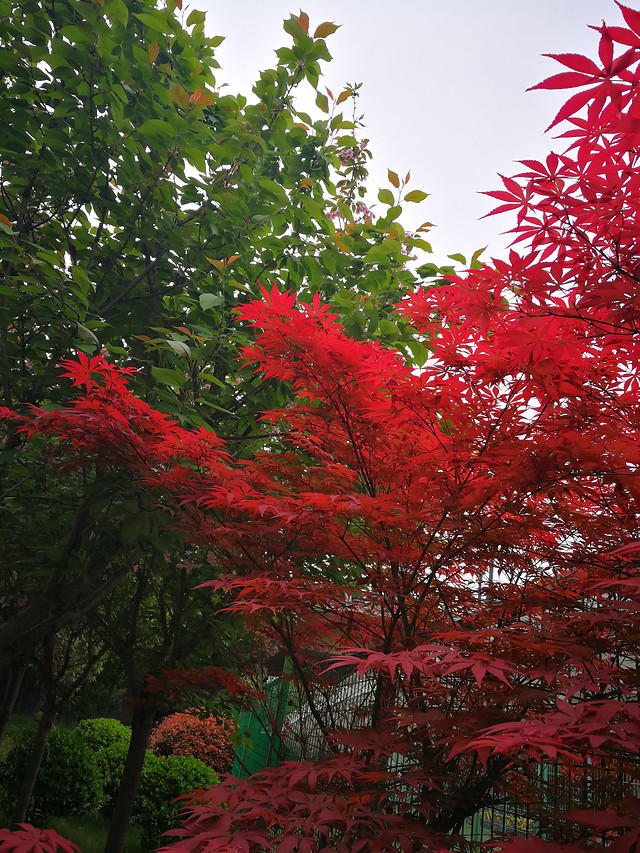 leaf-fall-nature-tree-no-person 图片素材