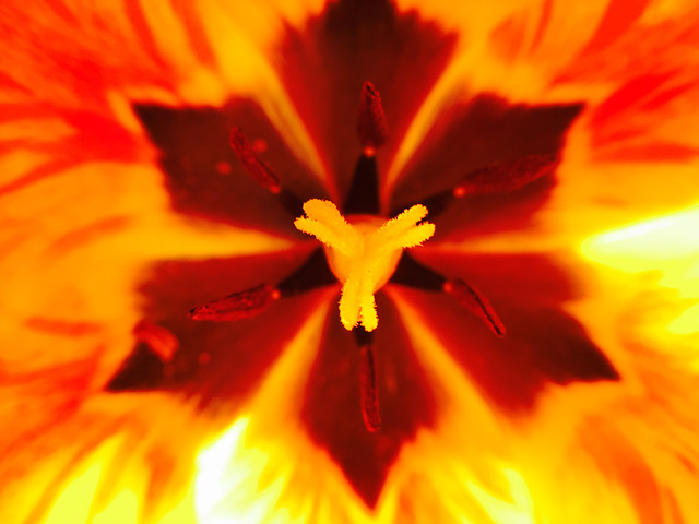 flower-nature-no-person-bright-summer picture material