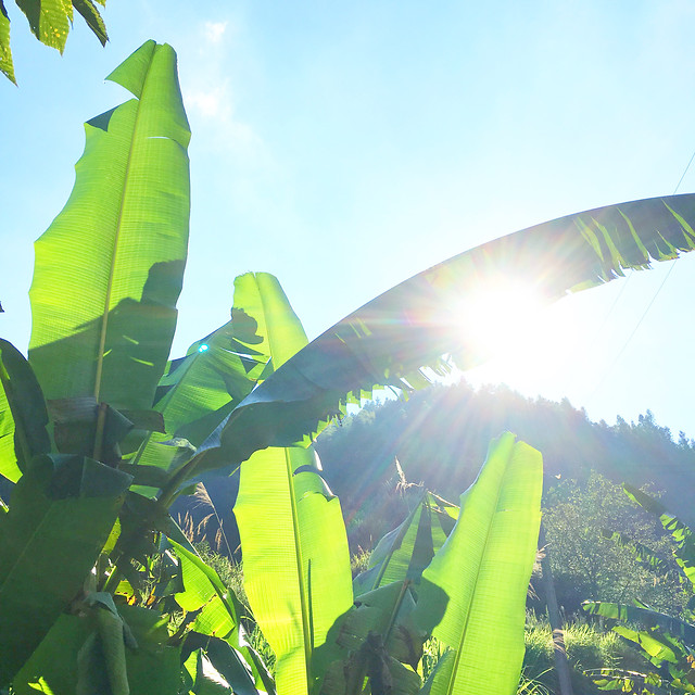 green-tropical-no-person-sky-leaf 图片素材