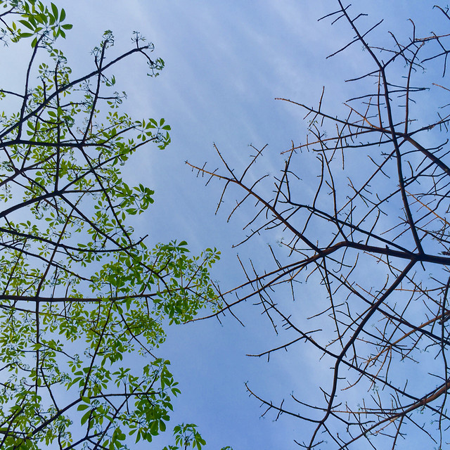 tree-nature-sky-branch-leaf 图片素材