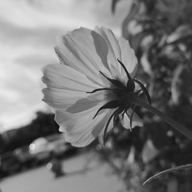 monochrome-flower-nature-no-person-leaf picture material