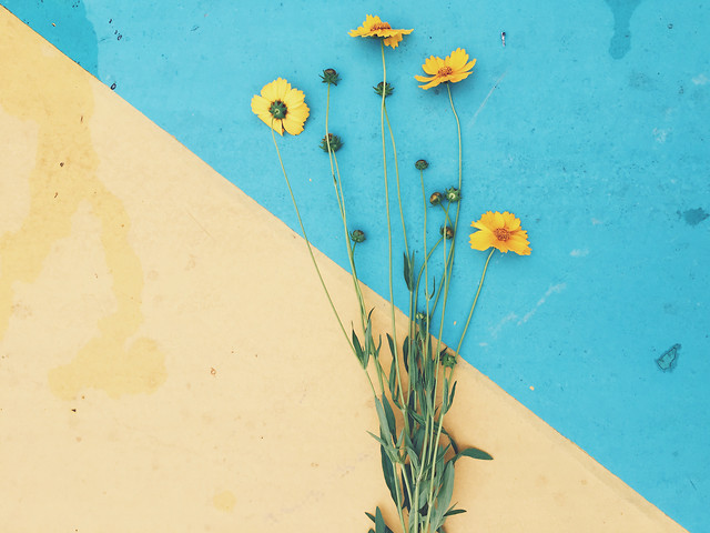 flower-summer-no-person-desktop-color picture material