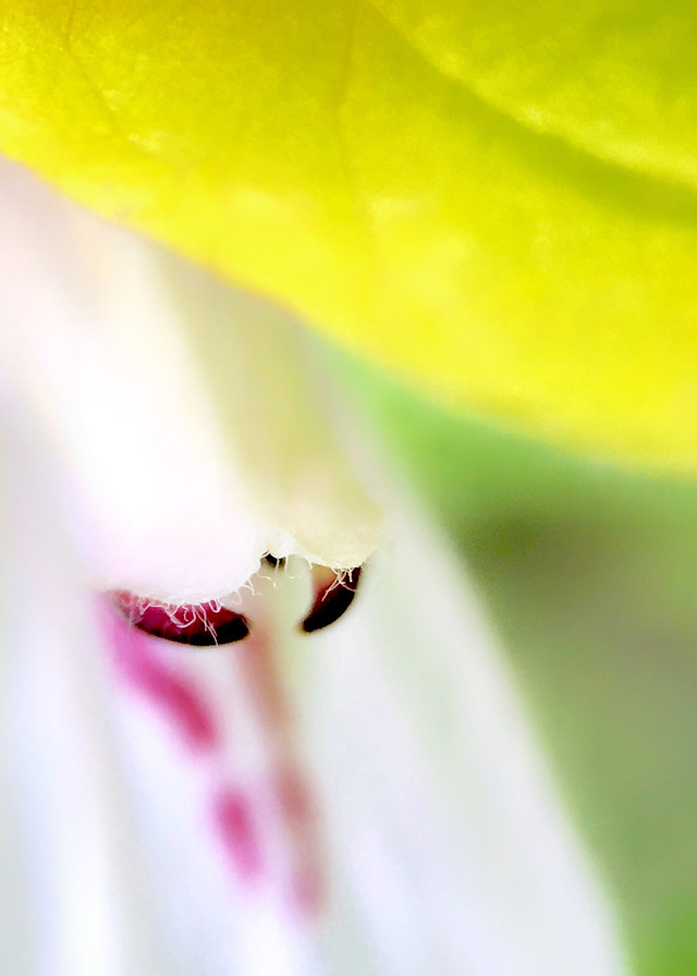 nature-leaf-no-person-flora-spider picture material