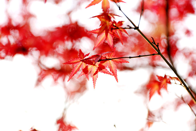 leaf-season-fall-branch-nature picture material