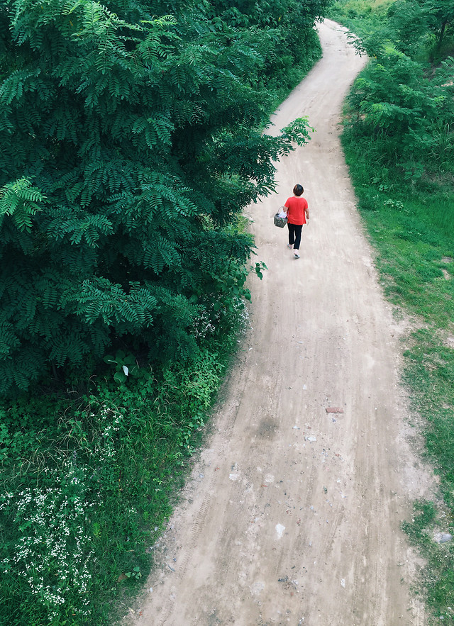 no-person-tree-wood-outdoors-nature 图片素材