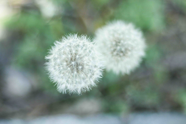 flora-nature-no-person-flower-growth 图片素材