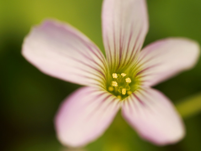 nature-flower-no-person-summer-leaf picture material