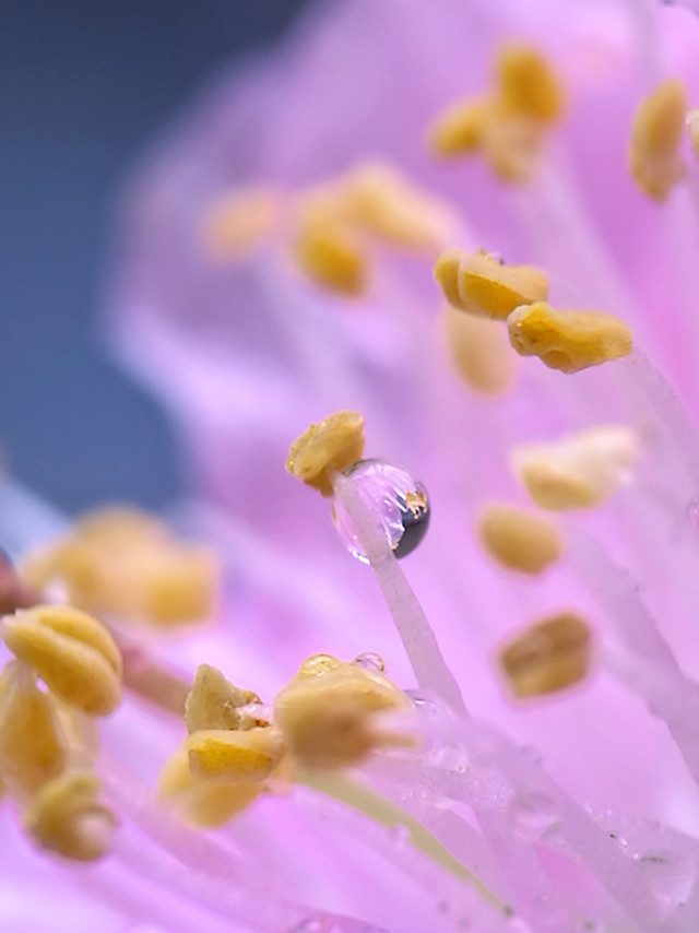 flower-nature-flora-color-summer picture material