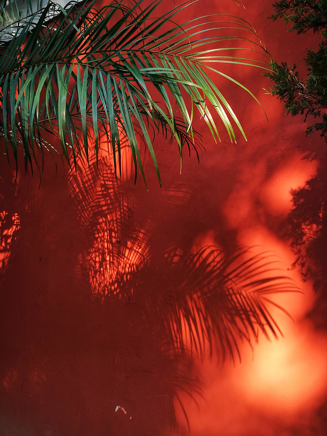 no-person-red-nature-flame-art picture material