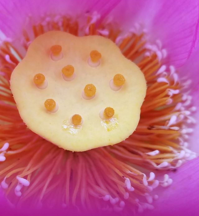 flower-no-person-color-desktop-nature 图片素材