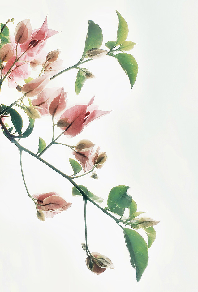leaf-flower-flora-growth-nature 图片素材