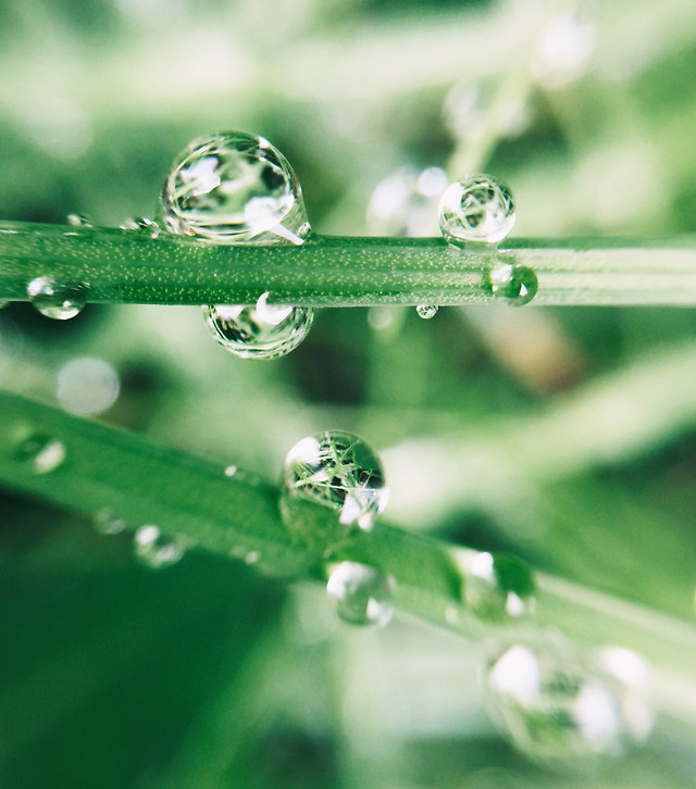 rain-dew-drop-droplet-leaf 图片素材