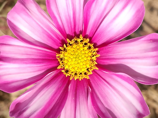 nature-flower-flora-summer-color picture material