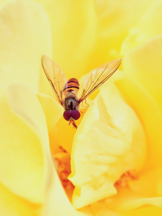 insect-nature-flower-summer-fly picture material