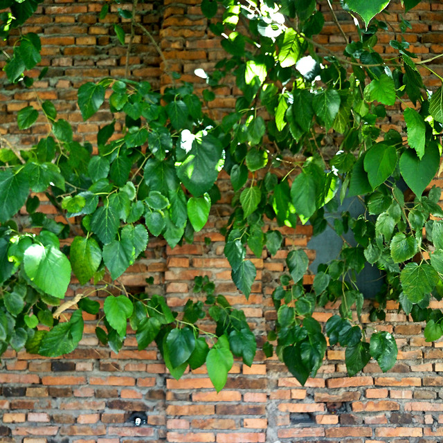 green-plant-leaf-tree-ivy 图片素材