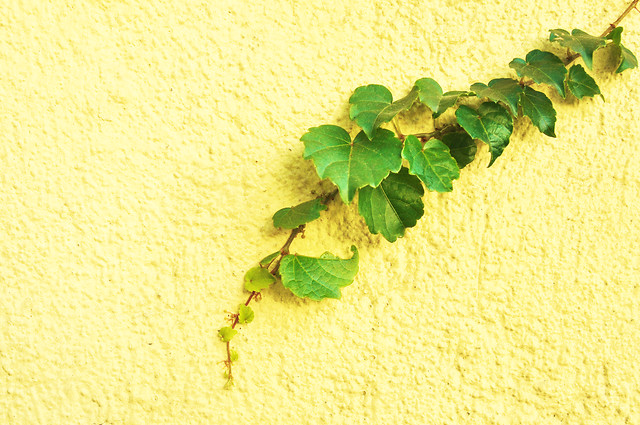 leaf-desktop-flora-nature-color 图片素材