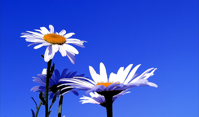 nature-flower-summer-no-person-flora 图片素材