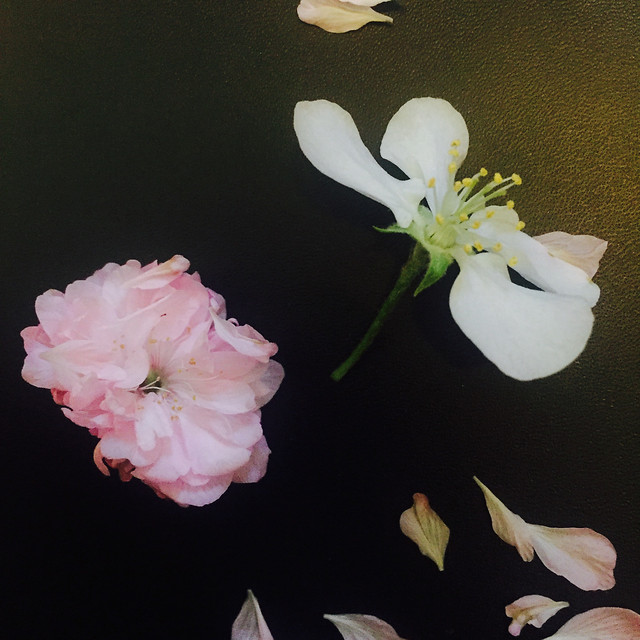 flower-no-person-leaf-petal-flora 图片素材