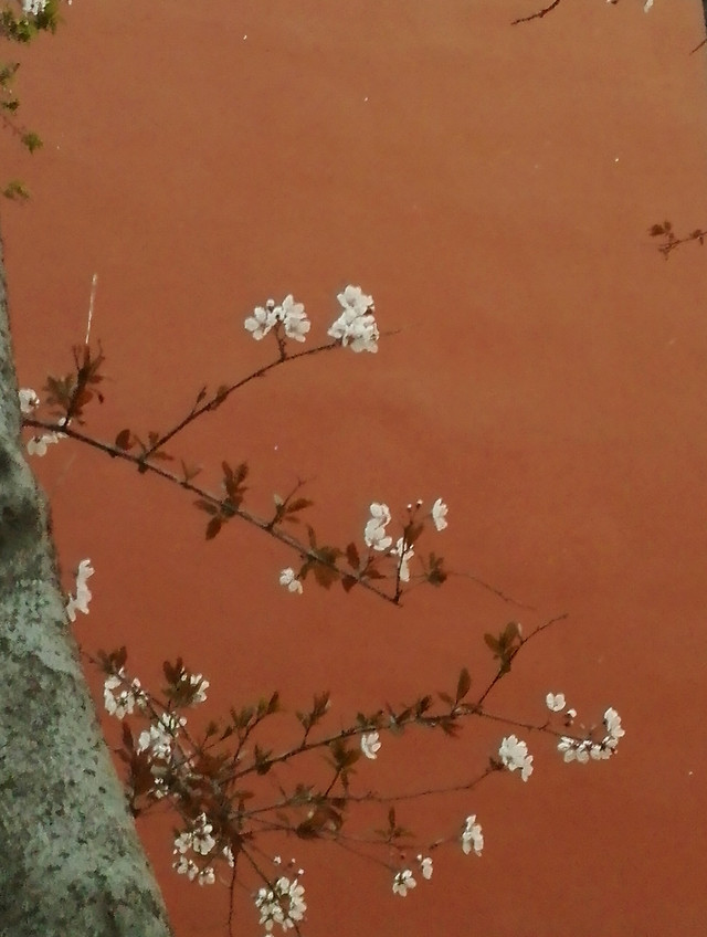 flower-no-person-nature-leaf-desktop 图片素材