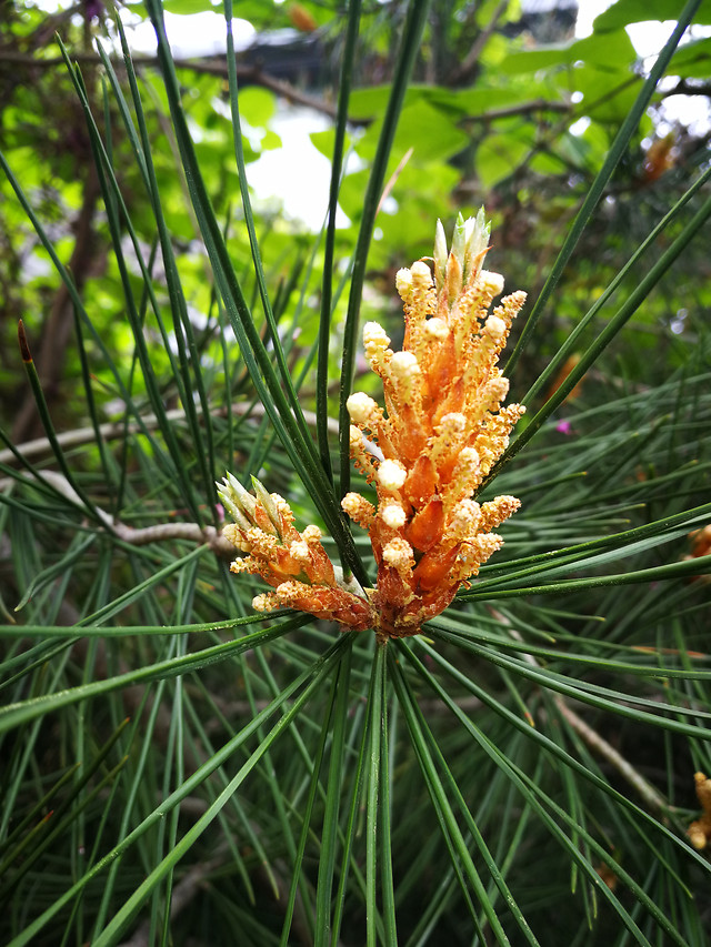 no-person-nature-tree-outdoors-leaf 图片素材