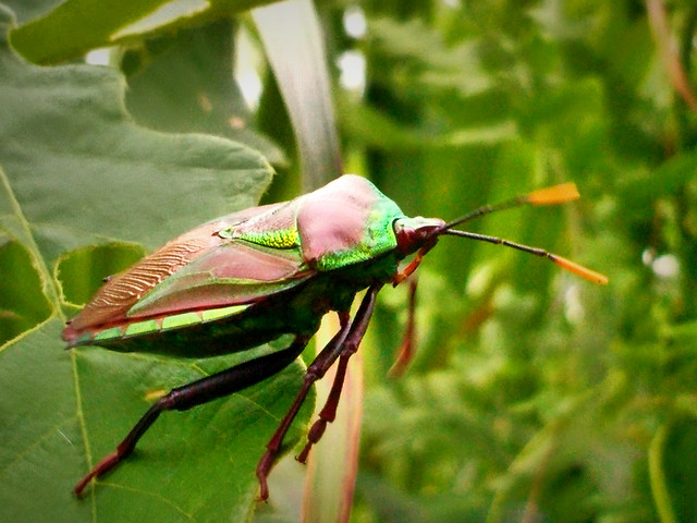 nature-insect-wildlife-leaf-animal picture material