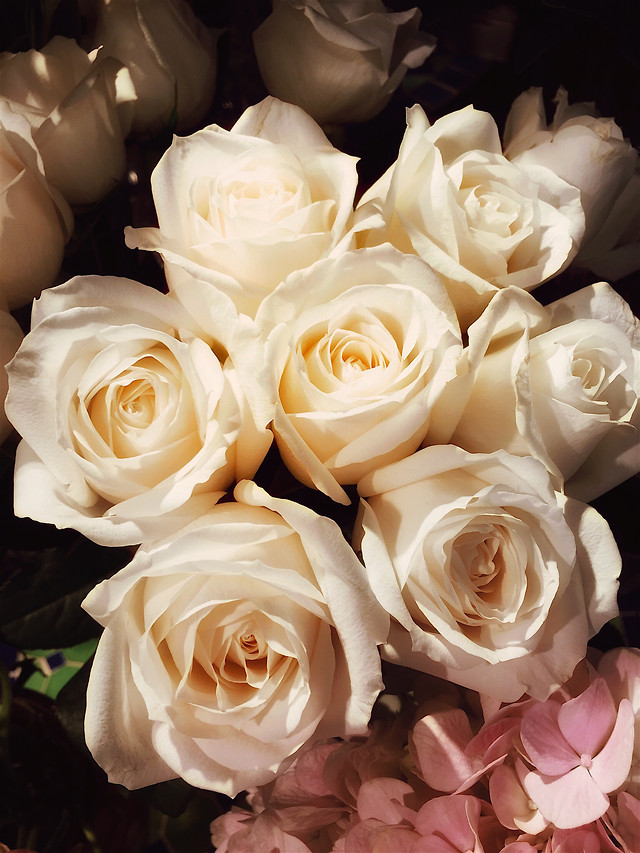 rose-wedding-love-flower-romance picture material