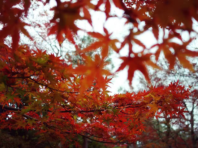 leaf-fall-season-maple-tree picture material