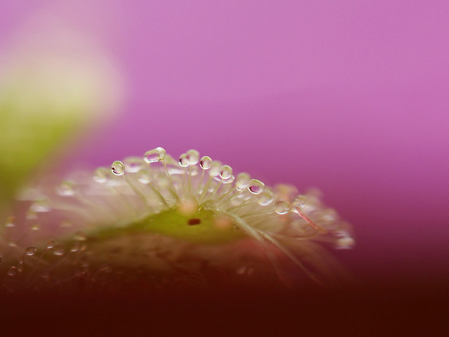 color-nature-flower-desktop-garden 图片素材