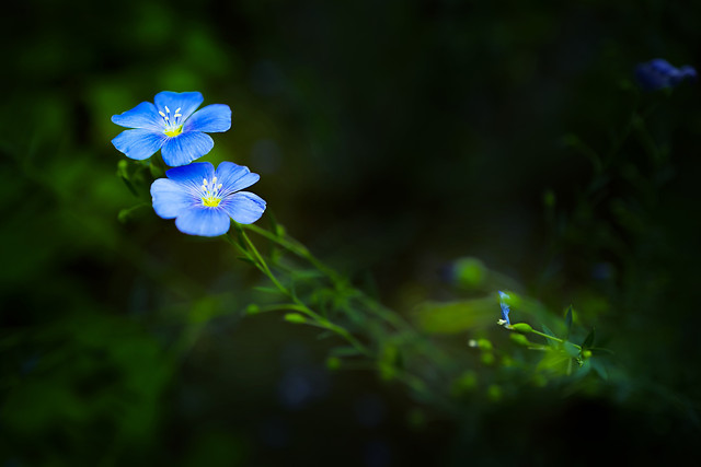 nature-flower-no-person-leaf-blur 图片素材