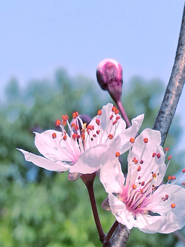 flower-nature-no-person-flora-summer picture material