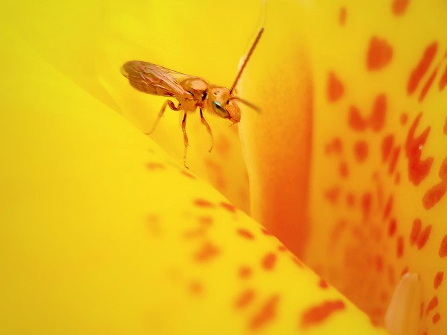 insect-no-person-nature-bee-invertebrate picture material
