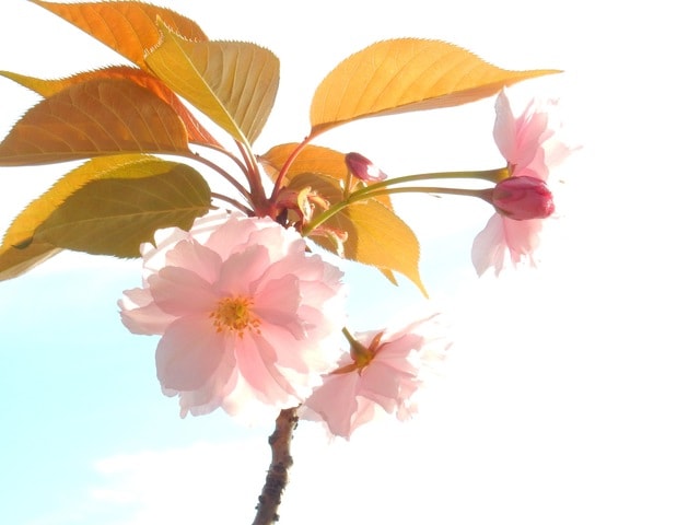pink-cherry-blossom-flower-petal-plant-pink picture material
