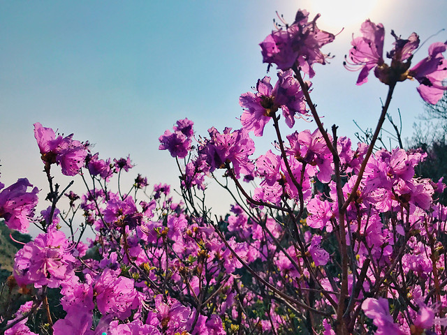 flower-nature-flora-growth-no-person 图片素材