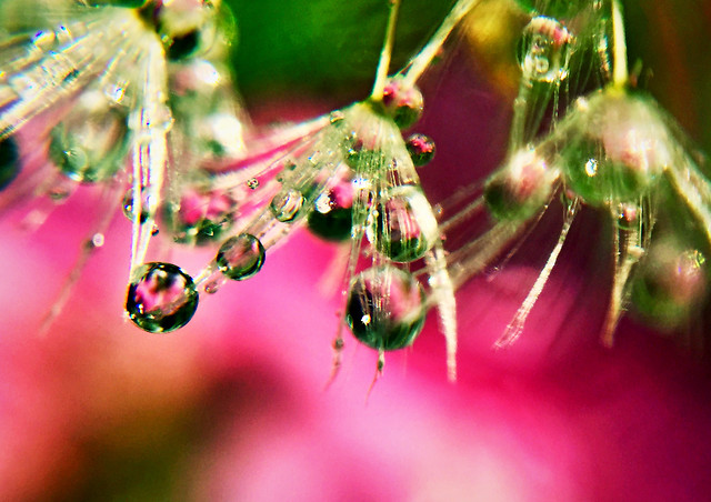 spider-nature-insect-rain-dew picture material