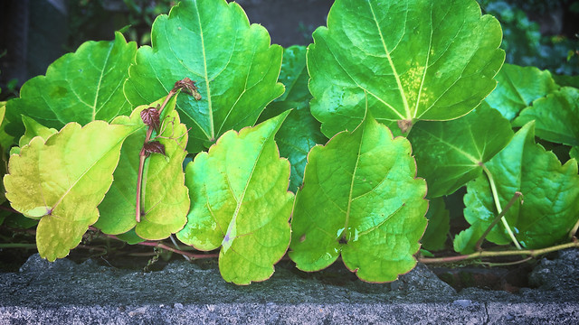 leaf-nature-flora-food-no-person picture material