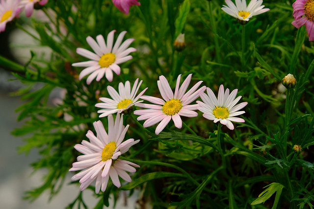 nature-flower-summer-flora-garden 图片素材