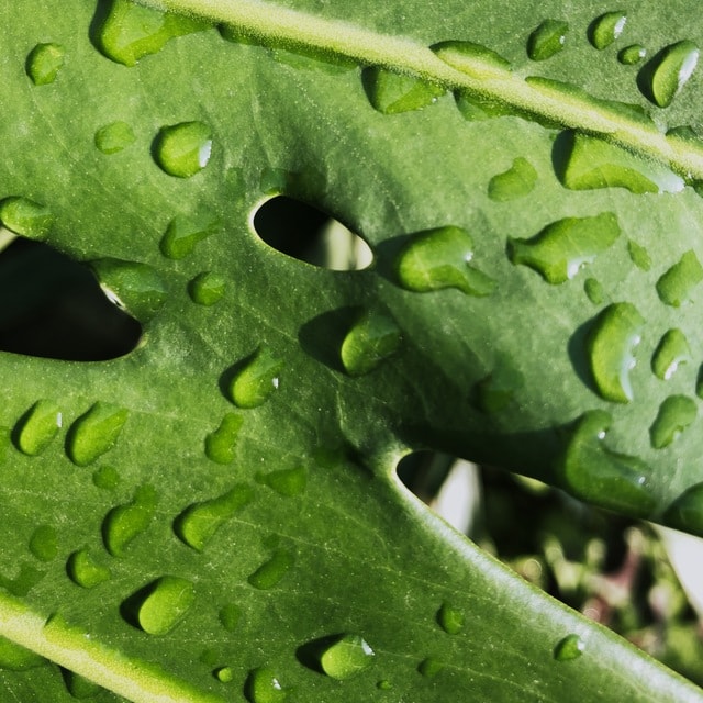 color-green-leaf-plant-terrestrial-plant picture material